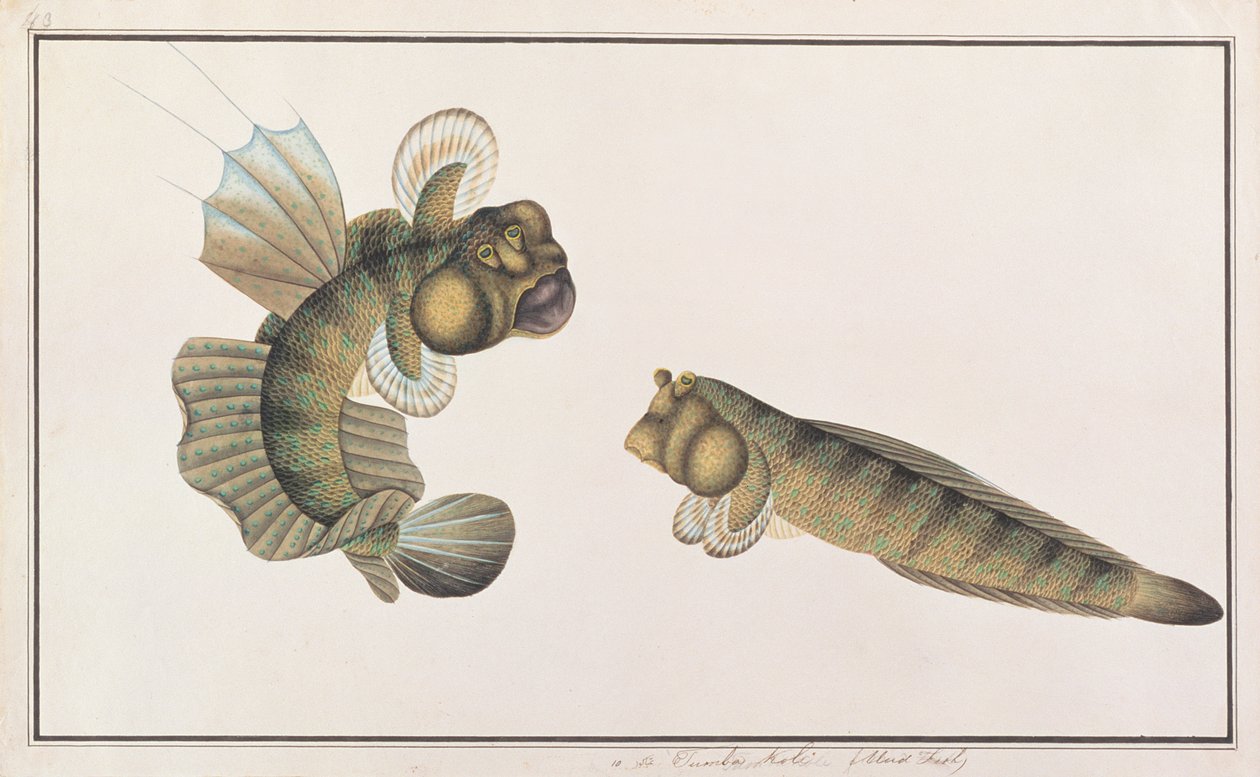 Pez saltador dragón, de Dibujos de peces de Malaca, c.1805-18 de Chinese School
