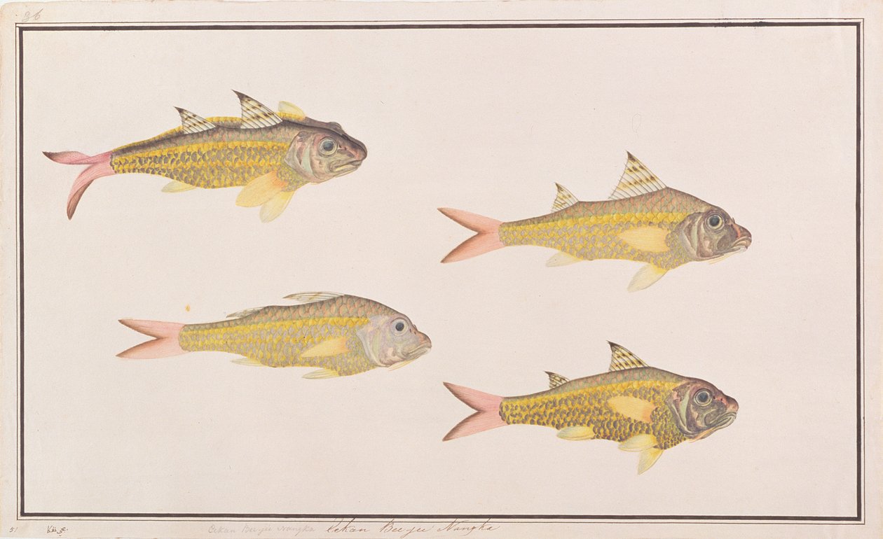 Pez Cabra, de Dibujos de Peces de Malaca, c.1805-18 de Chinese School