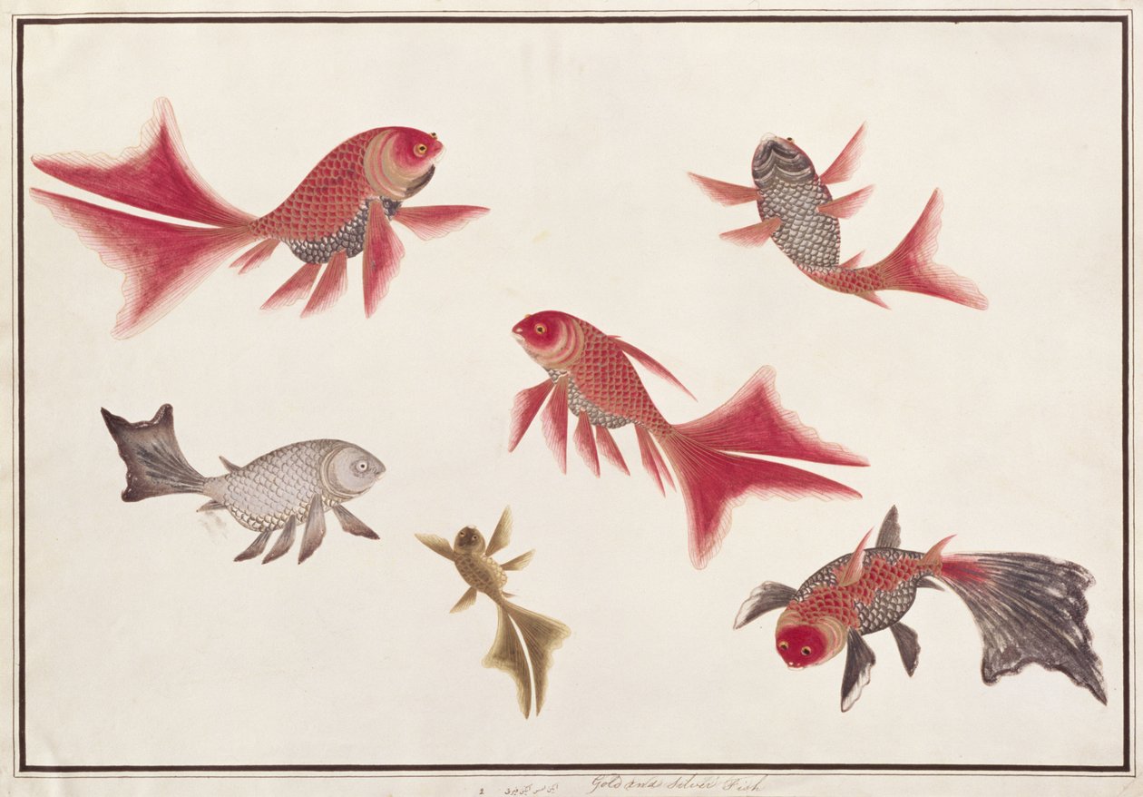 Pez dorado y plateado, de Dibujos de peces de Malaca, c.1805-18 de Chinese School
