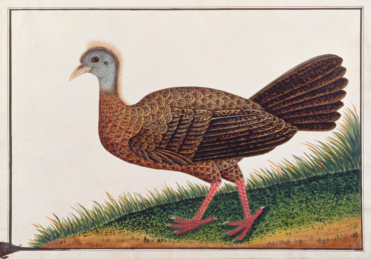 Argus Gigante, de Dibujos de Aves de Malaca, c.1805-18 de Chinese School