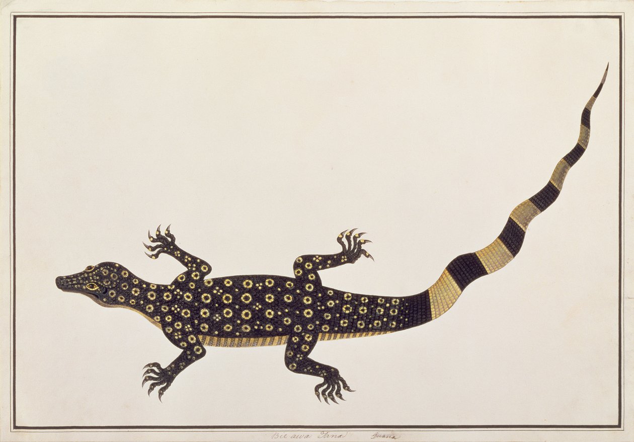 Guana, Bie awa Tana, de Dibujos de Animales, Insectos y Reptiles de Malaca, c.1805-18 de Chinese School