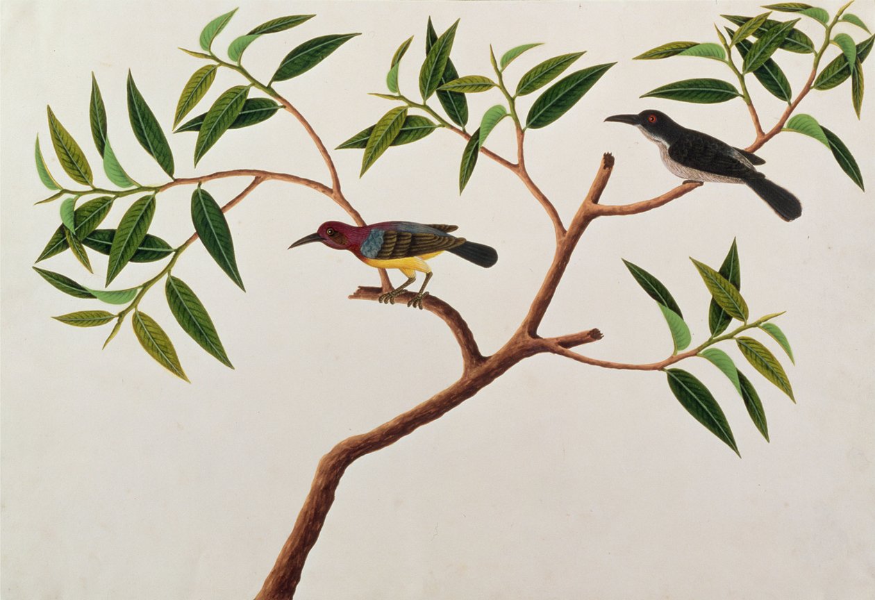 Colibrí, Boorong cherichap, de Dibujos de aves de Malaca, c.1805-18 de Chinese School
