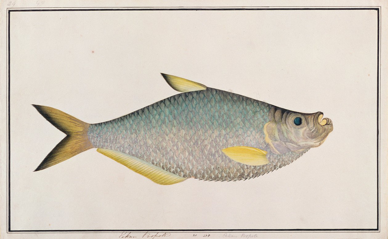 Ilisha, de Dibujos de peces de Malaca, c.1805-18 de Chinese School