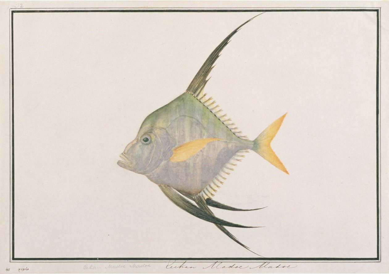 Pez hilo indio, de Dibujos de peces de Malaca, c.1805-18 de Chinese School