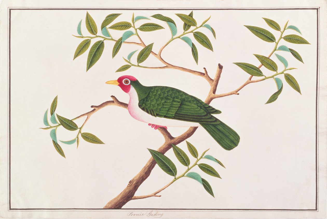 Paloma de fruta Jambu, de Dibujos de Aves de Malaca, c.1805-18 de Chinese School
