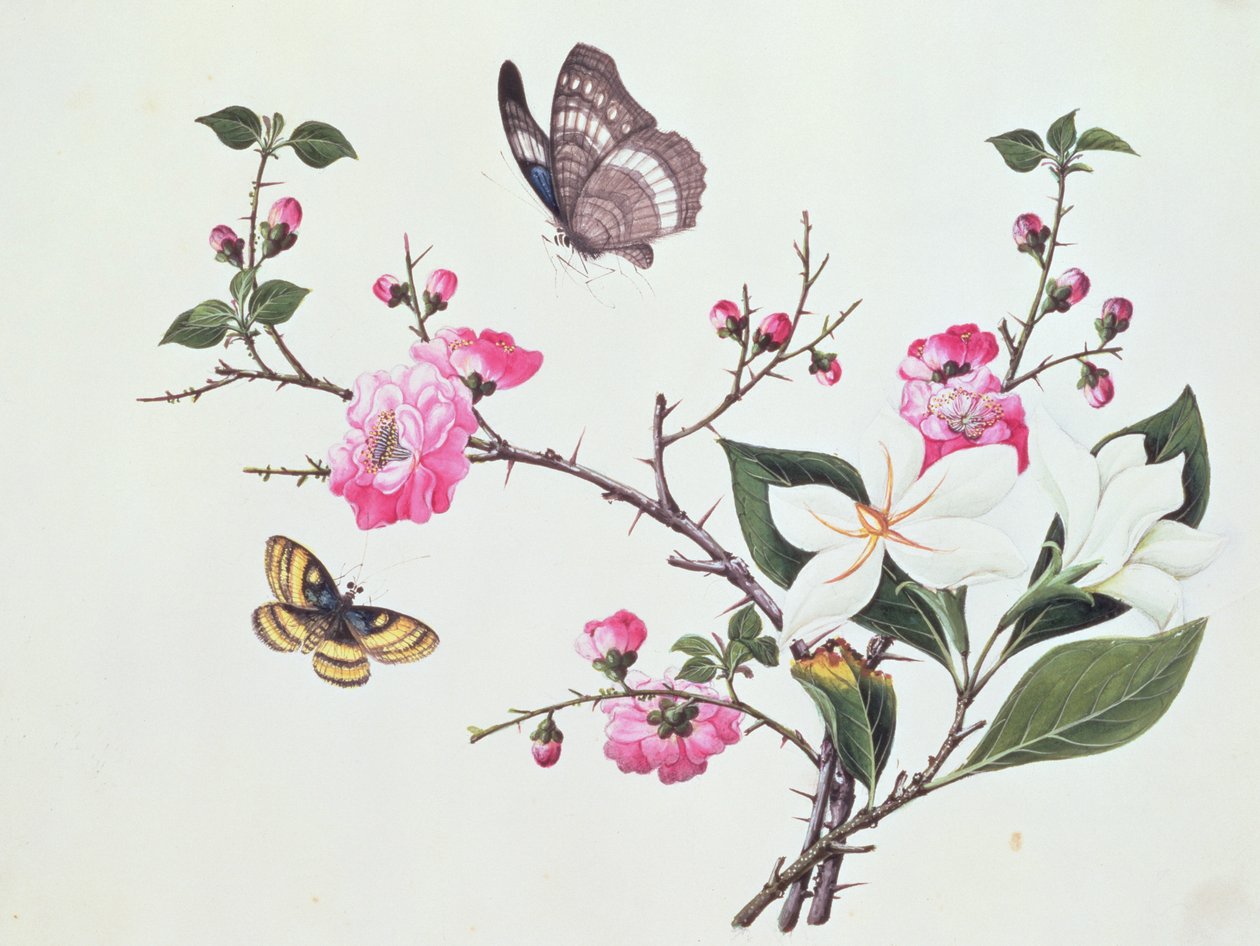 Japonica, Magnolia y Mariposas de Chinese School