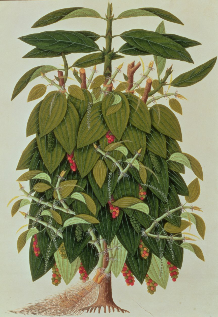 Lava Etam o Pimienta Negra, de Dibujos de Plantas de Malaca, c.1805-18 de Chinese School