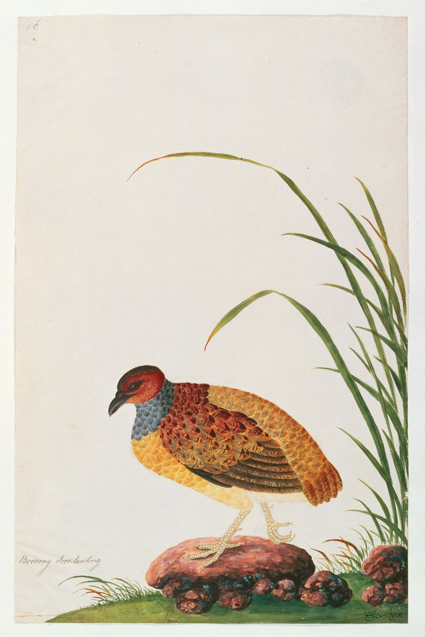Perdiz de pico largo, de Dibujos de Aves de Malaca, c.1805-18 de Chinese School