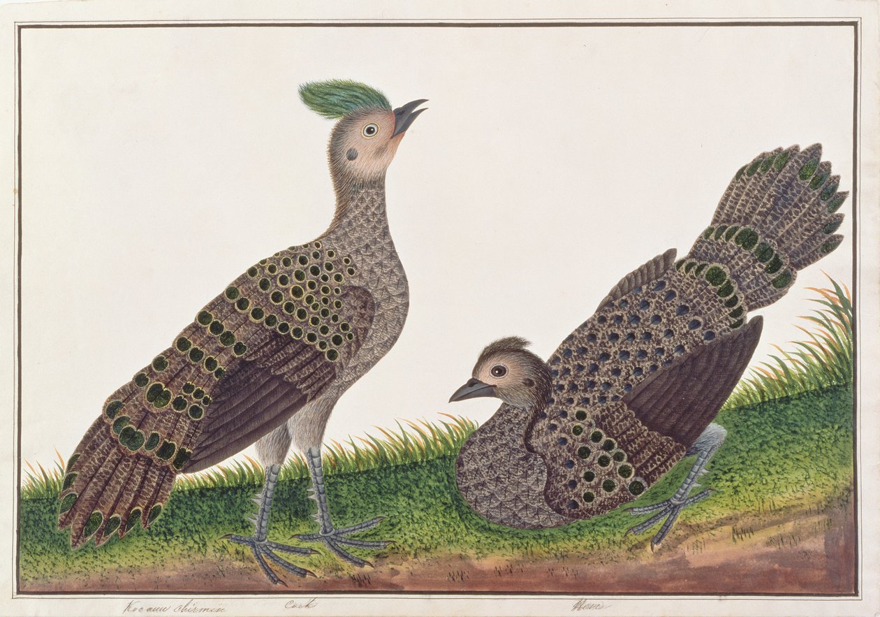 Faisanes Pavo Real de Malasia, de Dibujos de Aves de Malaca, c.1805-18 de Chinese School