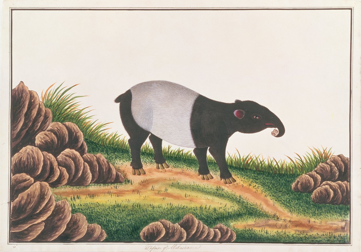 Tapir Malayo, de Dibujos de Animales, Insectos y Reptiles de Malaca, c.1805-18 de Chinese School