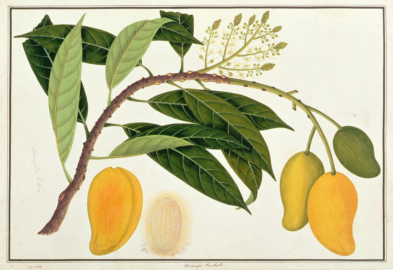 Mango Bodol, de Dibujos de Plantas de Malaca, c.1805-18 de Chinese School