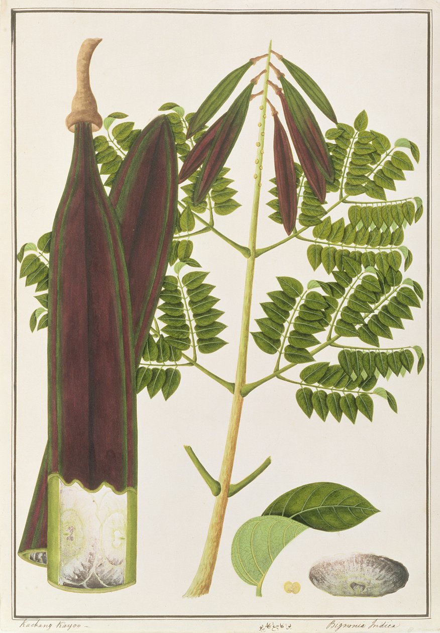 Horror de Medianoche, de Dibujos de Plantas de Malaca, c.1805-18 de Chinese School