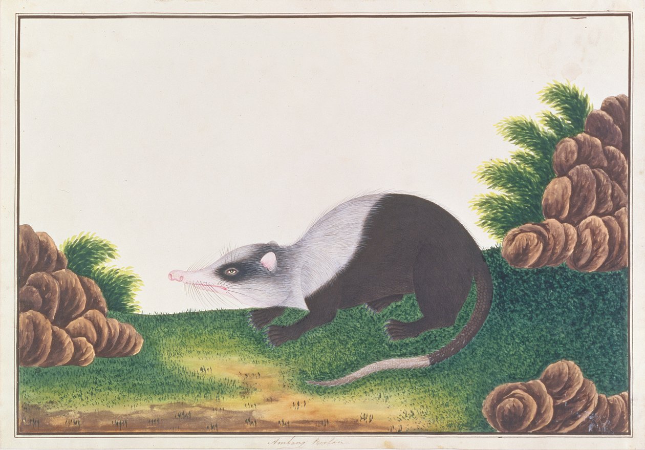 Rata Luna, de Dibujos de Animales, Insectos y Reptiles de Malaca, c.1805-18 de Chinese School