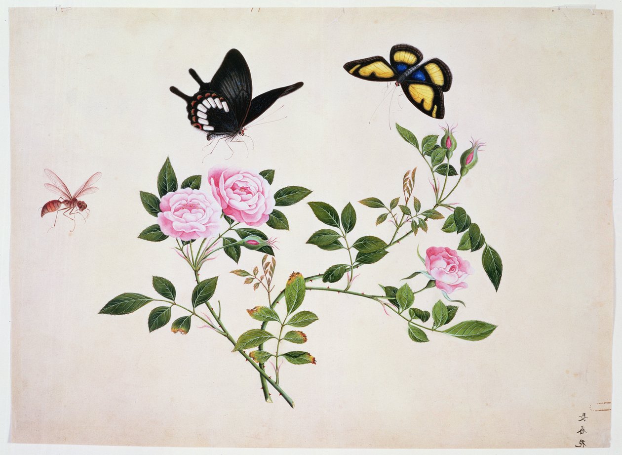Rosas en capullo y en flor con mariposas e insectos de Chinese School