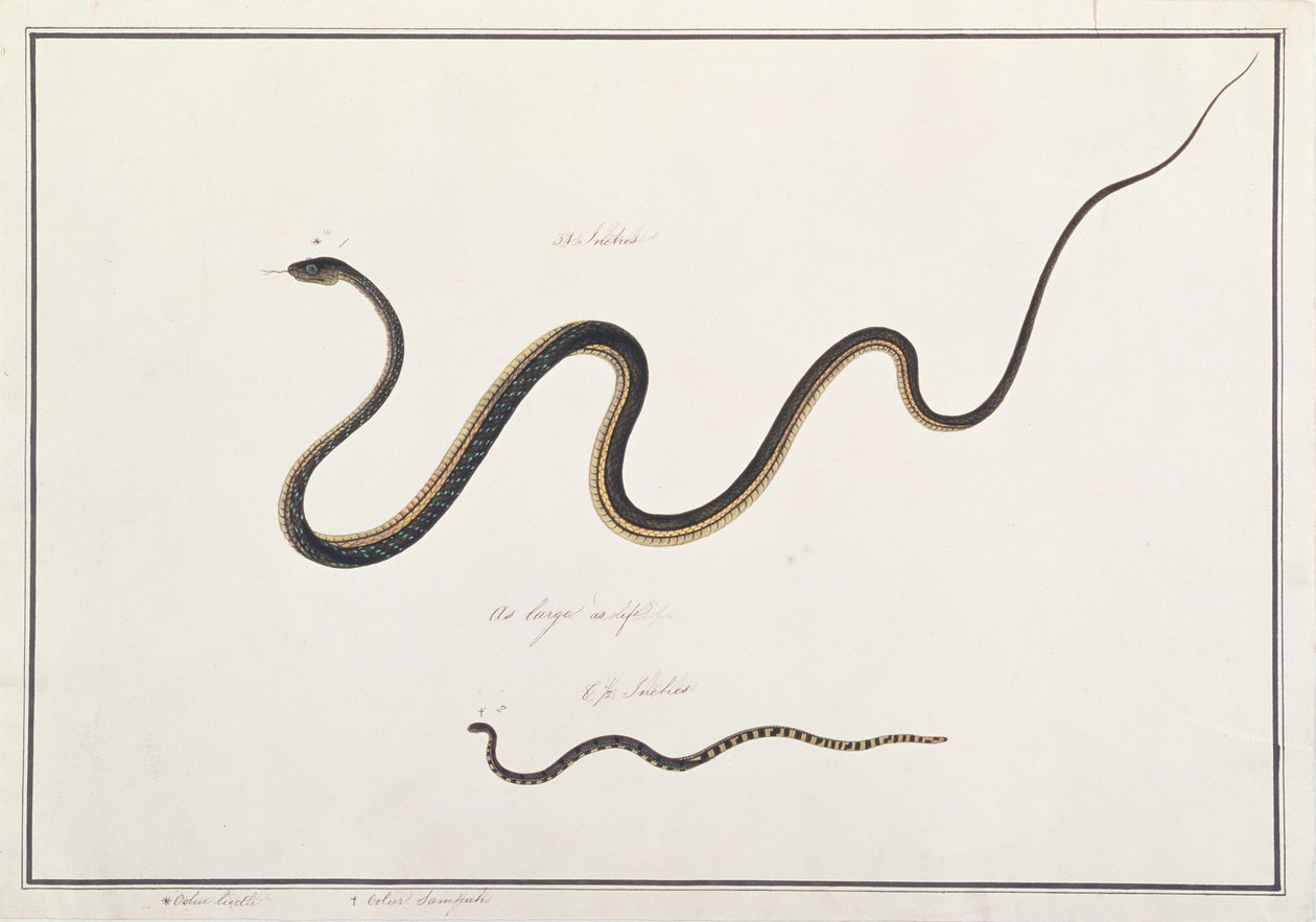 Bronceado Pintado con Serpiente Coral Malaya Banded, de Dibujos de Animales, Insectos y Reptiles de Malaca, c.1805-18 de Chinese School