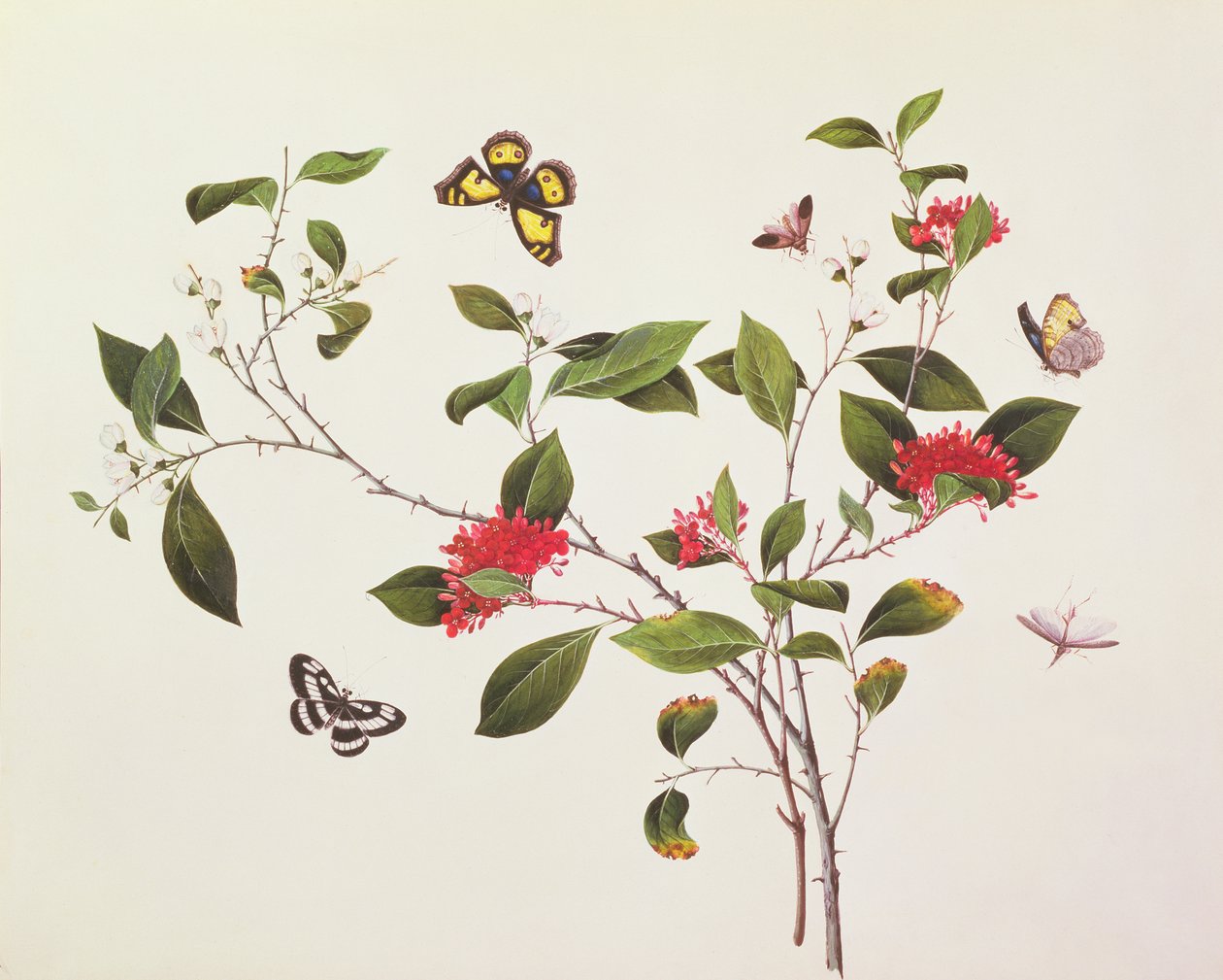 Estudio de plantas con mariposas e insectos, c.1800 de Chinese School