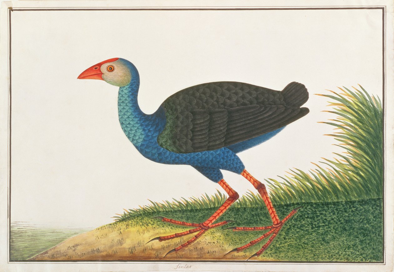Calamón común, de Dibujos de Aves de Malaca, c.1805-18 de Chinese School