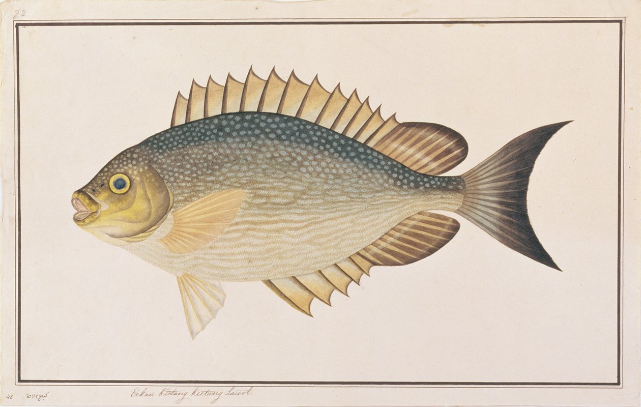 Pez Conejo, de Dibujos de Peces de Malaca, c.1805-18 de Chinese School