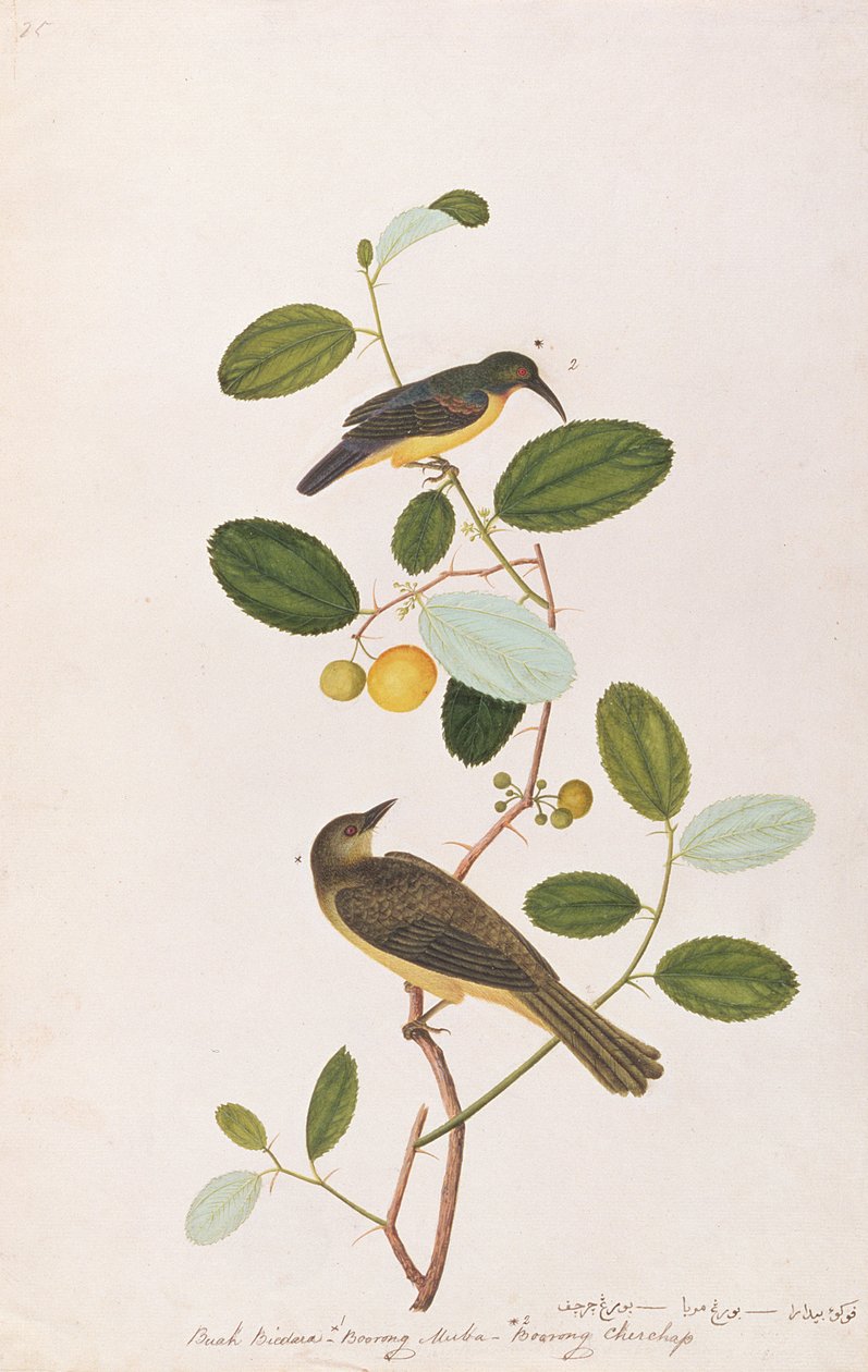 Colibrí de garganta roja y Bulbul de ojos rojos, de Dibujos de aves de Malaca, c.1805-18 de Chinese School