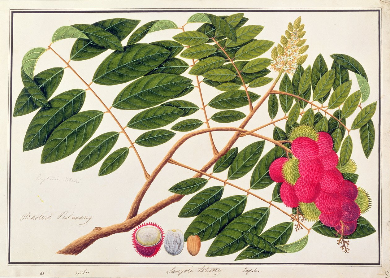 Sangole latong, de Dibujos de Plantas de Malaca, c.1805-18 de Chinese School