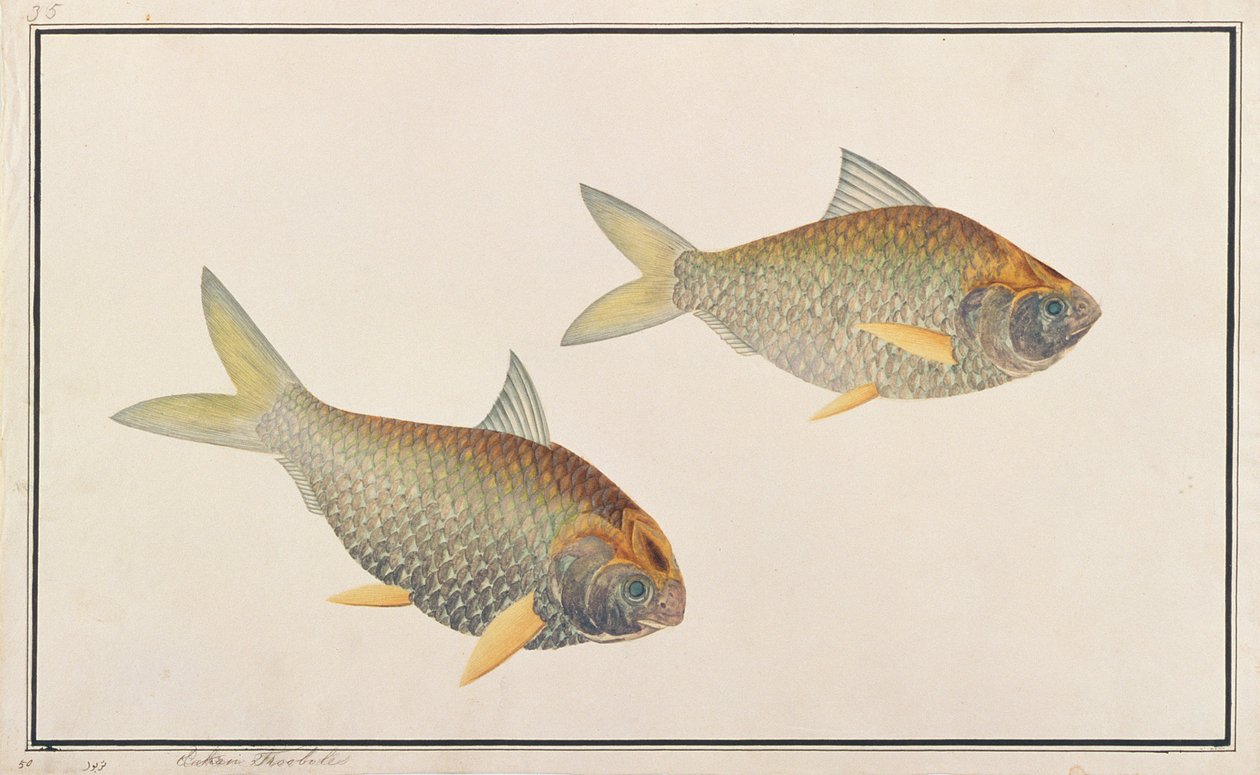 Sábalo, de Dibujos de peces de Malaca, c.1805-18 de Chinese School