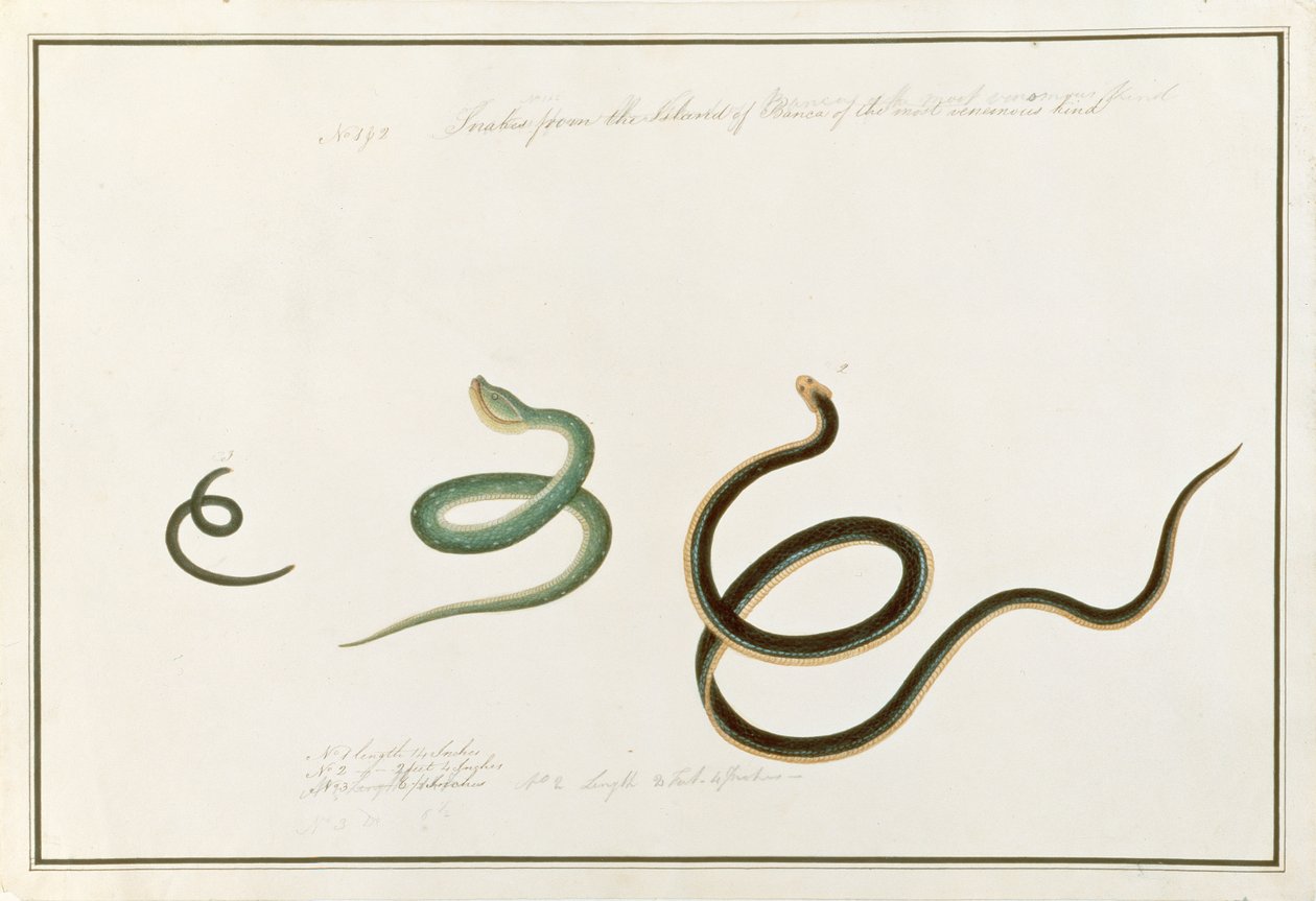 Serpientes de la Isla de Banca de la clase más venenosa, de Dibujos de Animales, Insectos y Reptiles de Malaca, c.1805-18 de Chinese School