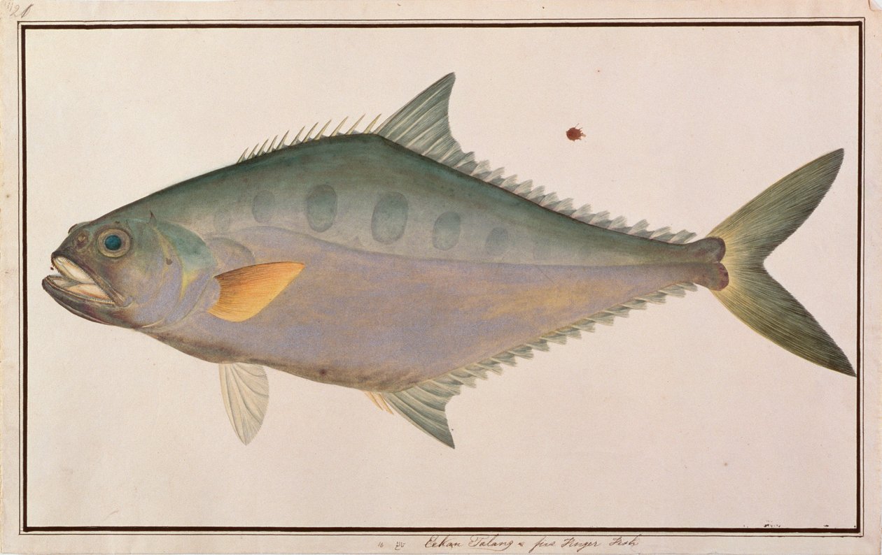 Pez reina Talang, de Dibujos de peces de Malaca, c.1805-18 de Chinese School