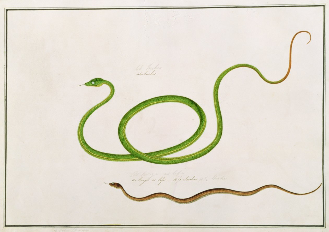 Volun Daw-on, de Dibujos de Animales, Insectos y Reptiles de Malaca, c.1805-18 de Chinese School