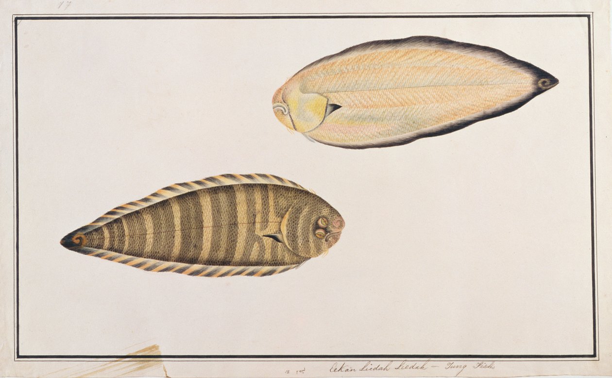Lenguado cebra, de Dibujos de peces de Malaca, c.1805-18 de Chinese School