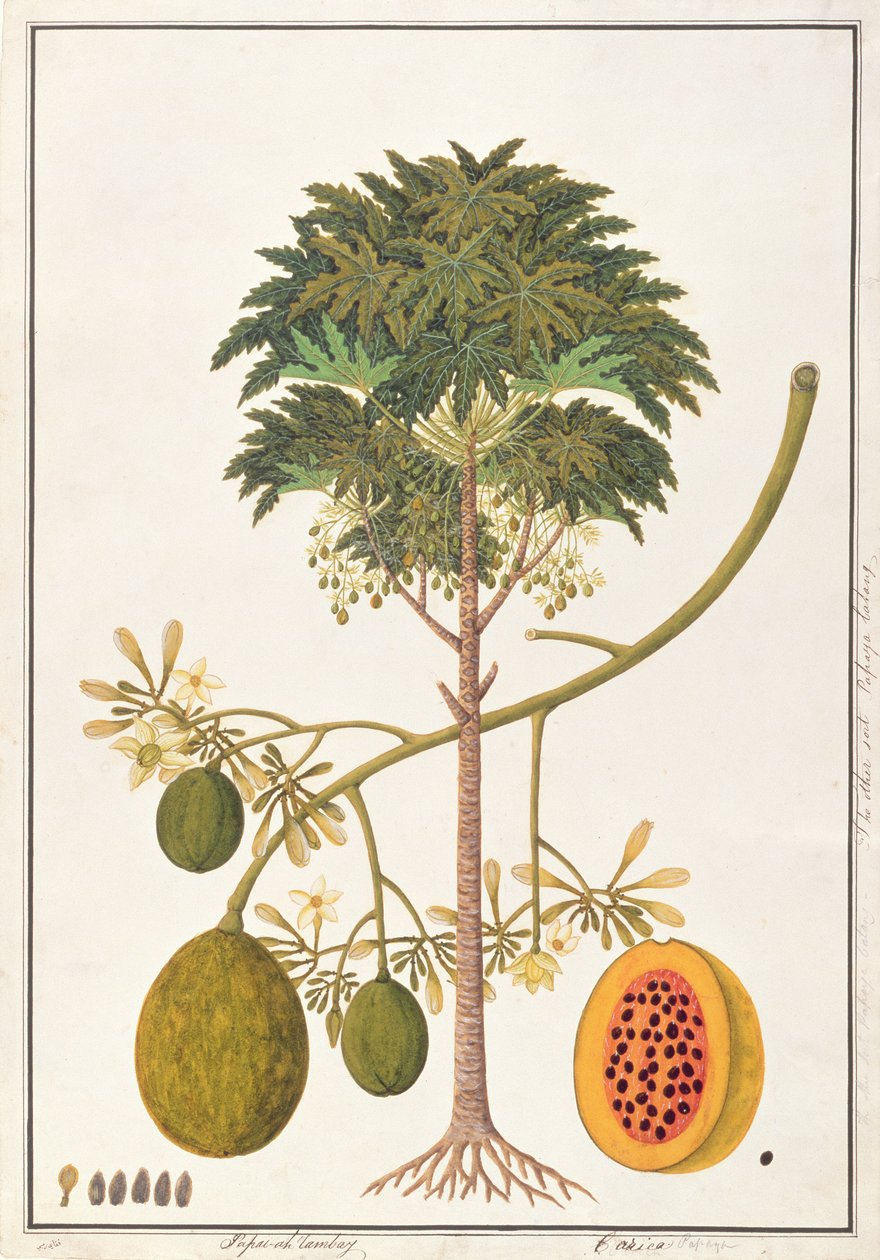 dapai-ah Tambay o Carica, de Dibujos de Plantas de Malaca, c.1805-18 de Chinese School