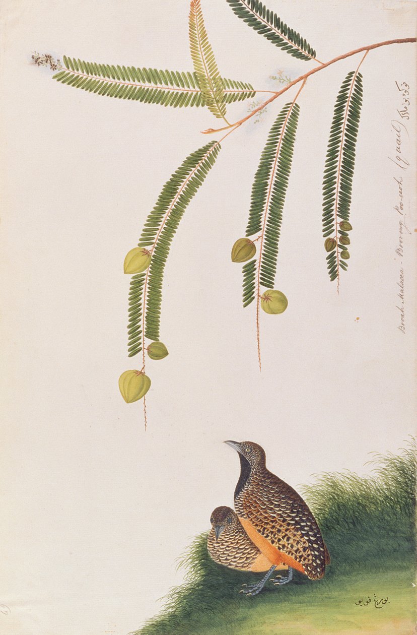 Codorniz Botón Barrada, de Dibujos de Aves de Malaca, c.1805-18 de Chinese School