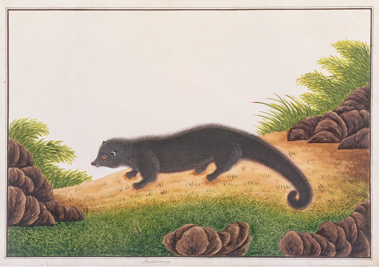 Binturong, de Dibujos de Animales, Insectos y Reptiles de Malaca, c.1805-18 de Chinese School