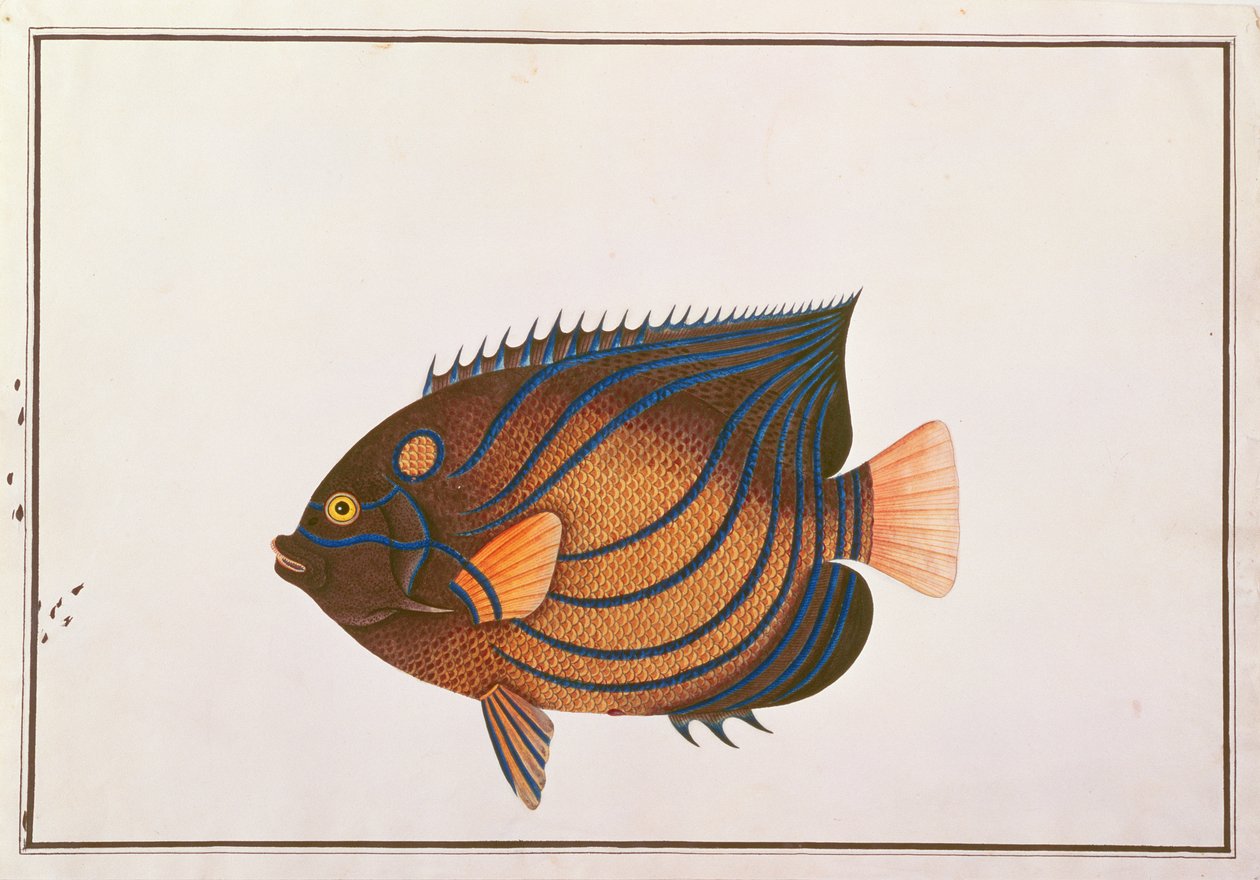 Pez ángel de anillos azules, de Dibujos de peces de Malaca, c.1805-18 de Chinese School