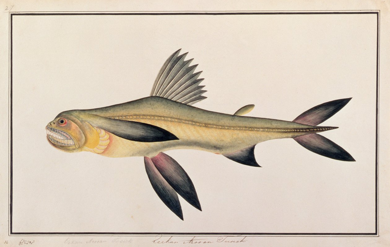 Pez Bombay, de Dibujos de Peces de Malaca, c.1805-18 de Chinese School