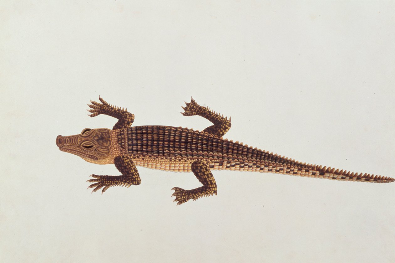 Caimán Boo-ay-ah, de Dibujos de Animales, Insectos y Reptiles de Malaca, c.1805-18 de Chinese School
