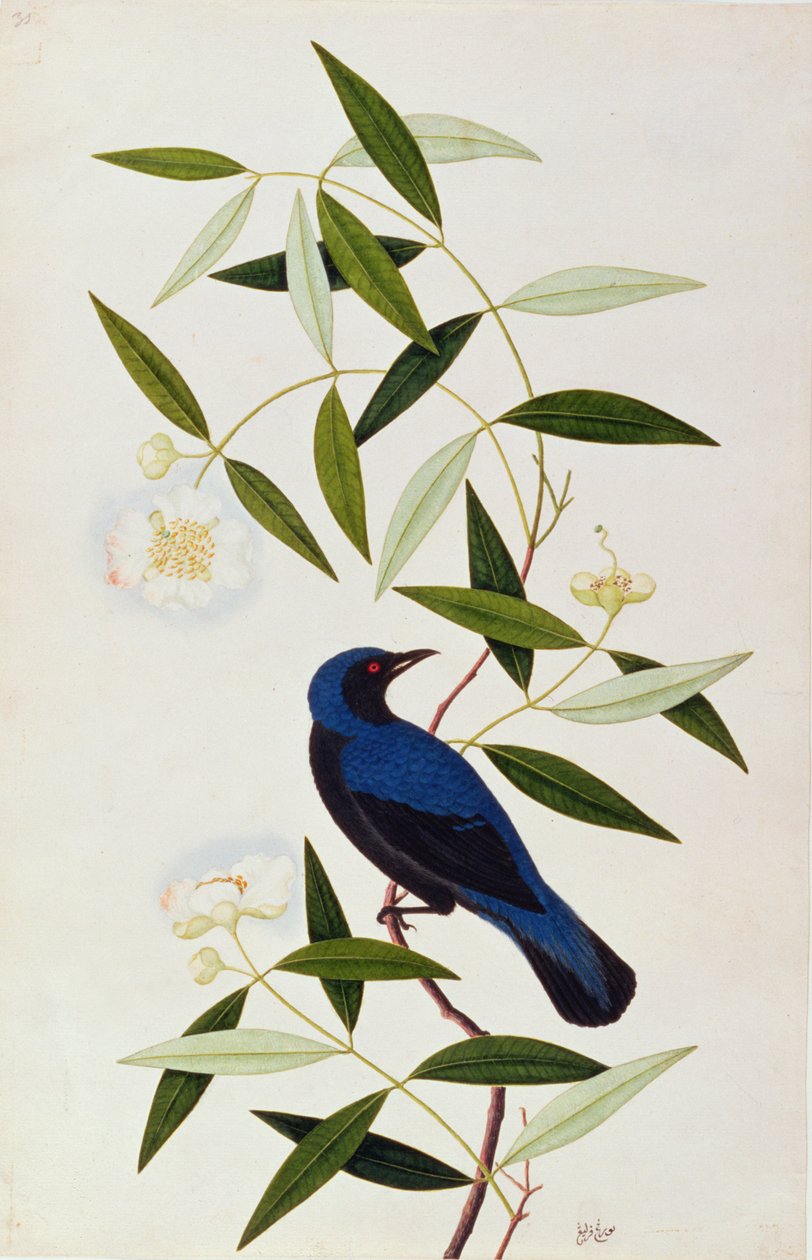Boorah Farleeh, de Dibujos de Aves de Malaca, c.1805-18 de Chinese School