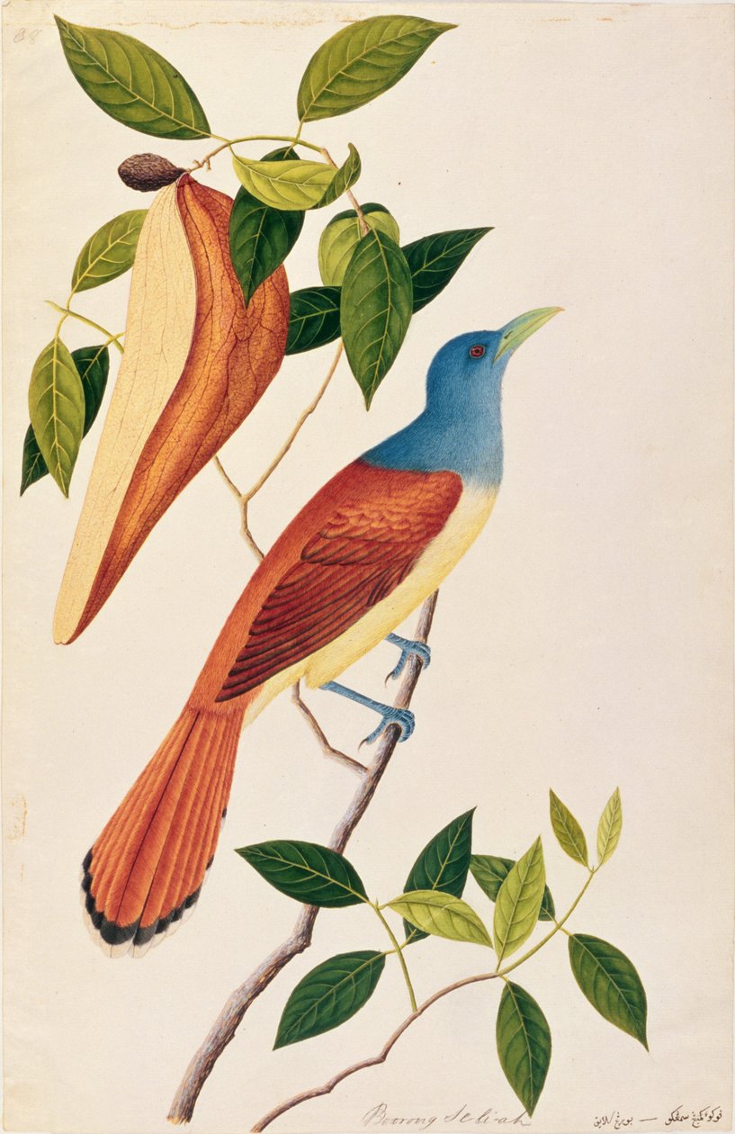 Boorong Seli-ah, de Dibujos de Aves de Malaca, c.1805-18 de Chinese School