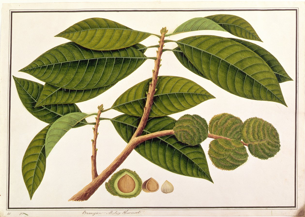 Brangam o Castaña Malaya, de Dibujos de Plantas de Malaca, c.1805-18 de Chinese School