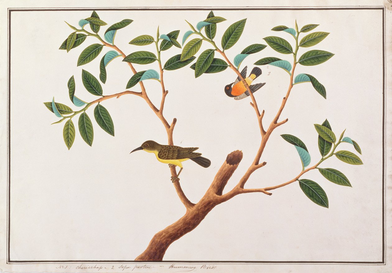 Sunbird de Garganta Marrón y Sunbird de Mejilla Rubí, de Dibujos de Aves de Malaca, c.1805-18 de Chinese School
