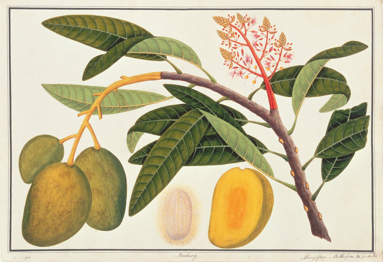 Buihang Mangifera, de Dibujos de Plantas de Malaca, c.1805-18 de Chinese School
