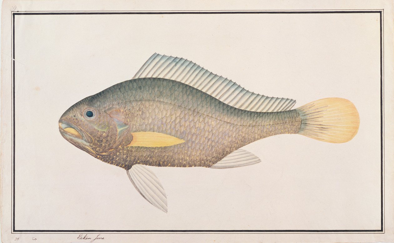 Corvina, de Dibujos de peces de Malaca, c.1805-18 de Chinese School