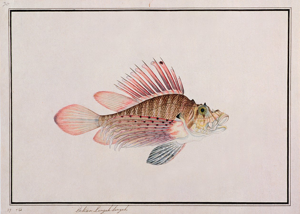 Eekan Linqah Singah, de Dibujos de peces de Malaca, c.1805-18 de Chinese School