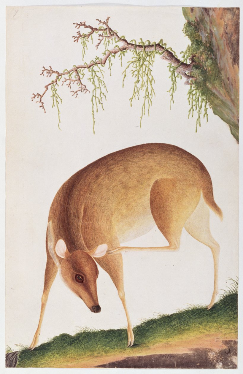 Cervatillo, de Dibujos de Animales, Insectos y Reptiles de Malaca, c.1805-18 de Chinese School