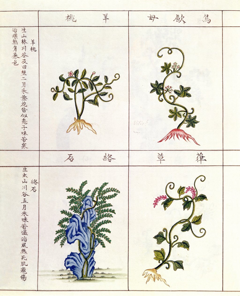Cuatro plantas de un Pen Tsao, una colección de plantas medicinales, siglos XVIII-XIX de Chinese School