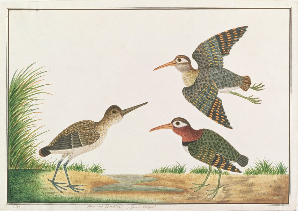 Agachadiza Pintada Mayor, de Dibujos de Aves de Malaca, c.1805-18 de Chinese School