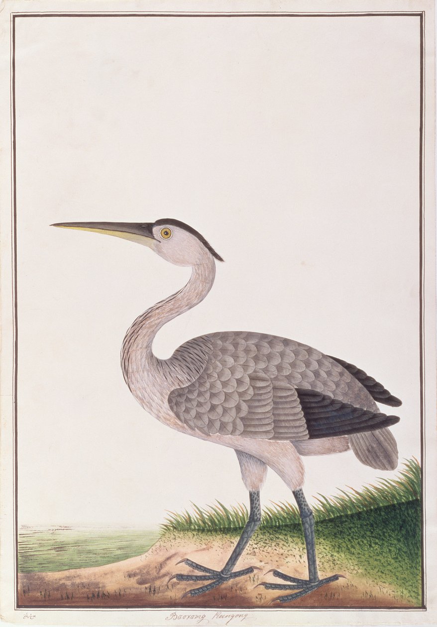 Garza gris, de Dibujos de Aves de Malaca, c.1805-18 de Chinese School