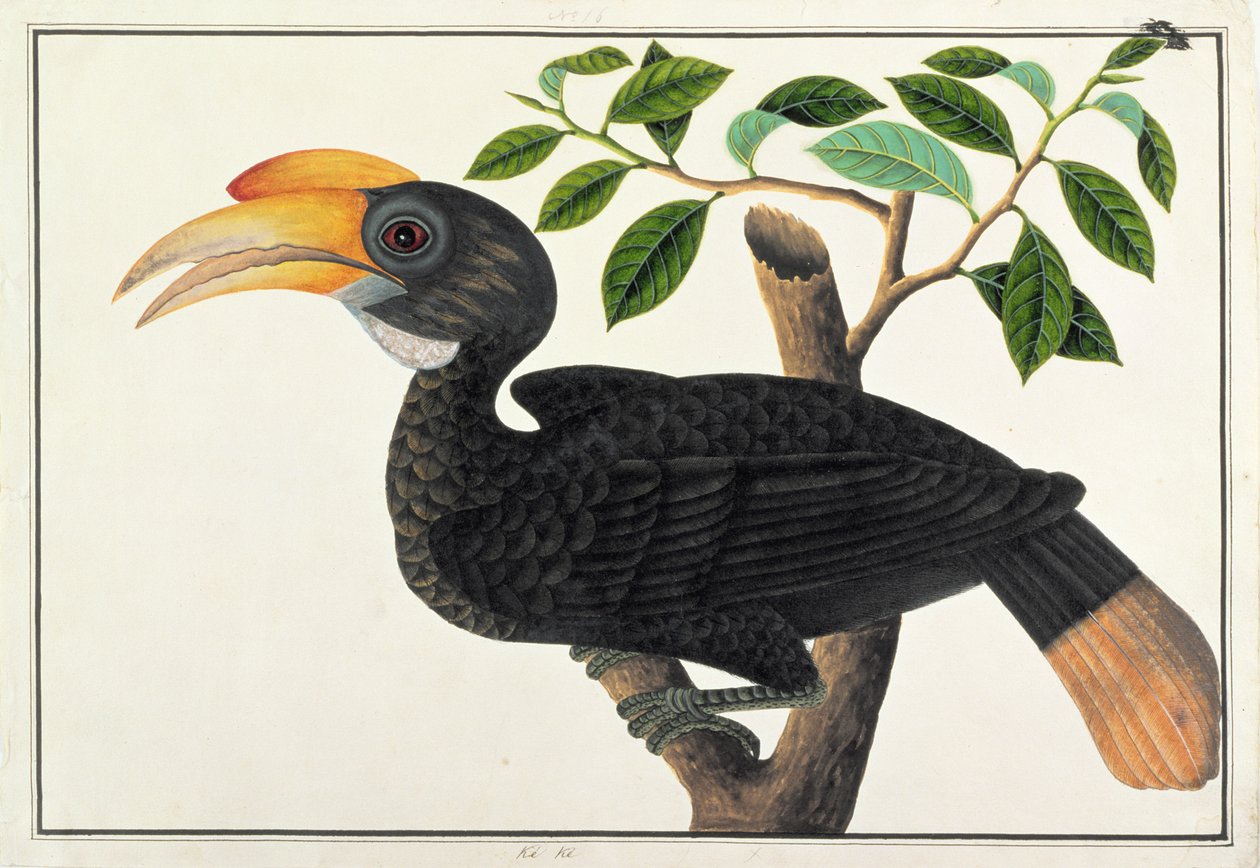 Ke ke, de Dibujos de Aves de Malaca, c.1805-18 de Chinese School