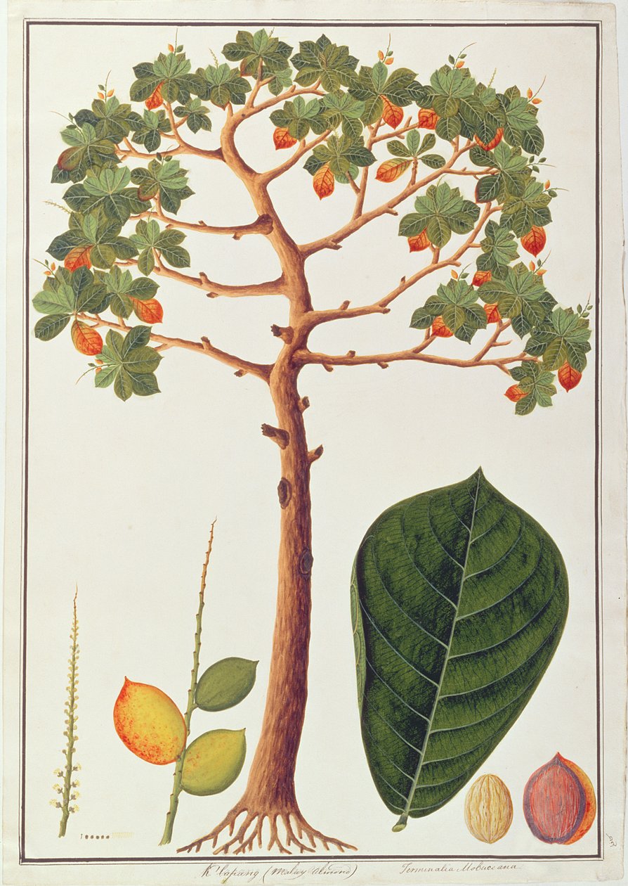 Klapang Terminalia Molucana o Almendra Malaya, de Dibujos de Plantas de Malaca, c.1805-18 de Chinese School