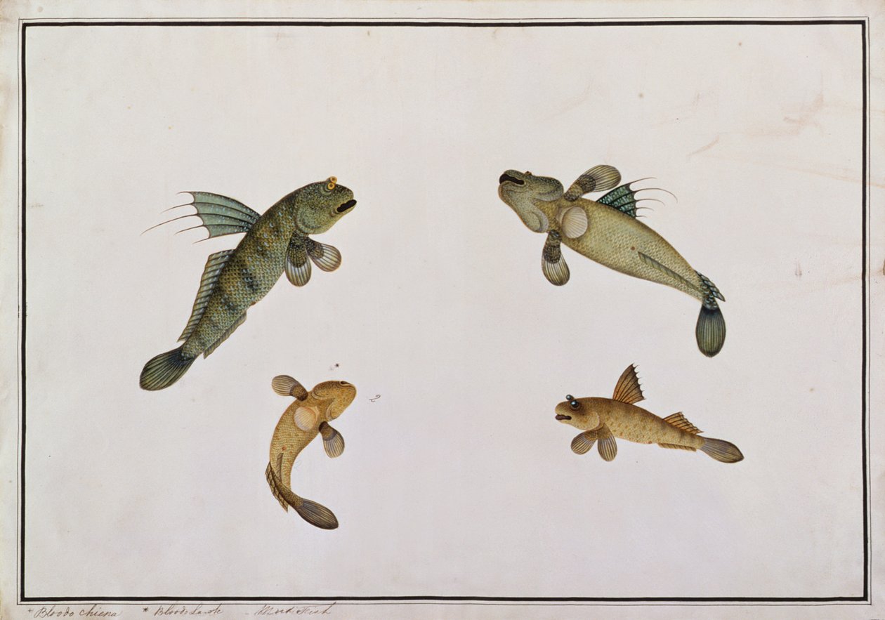 Pez de Lodo, Bloodo chiena, Bloodo La-ore, de Dibujos de Peces de Malaca, c.1805-18 de Chinese School