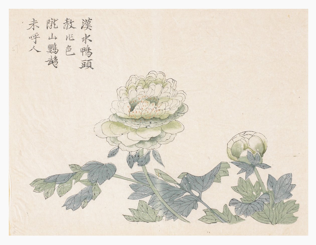 Jardín de Semillas de Mostaza de Chinese School